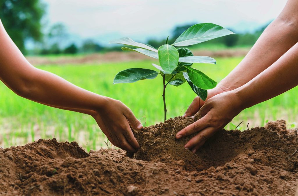 Município de Maputo quer ampliar o património verde da capital